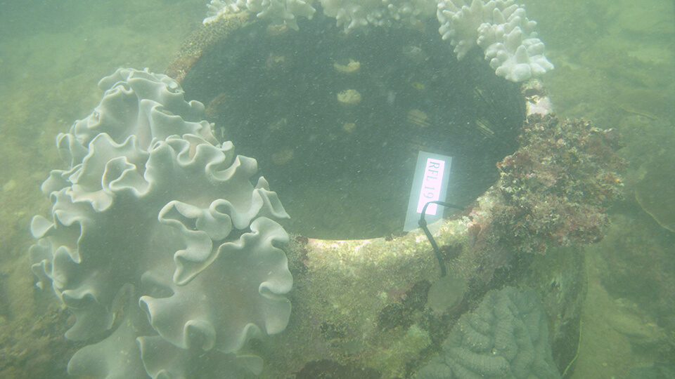 artificial reefs 2