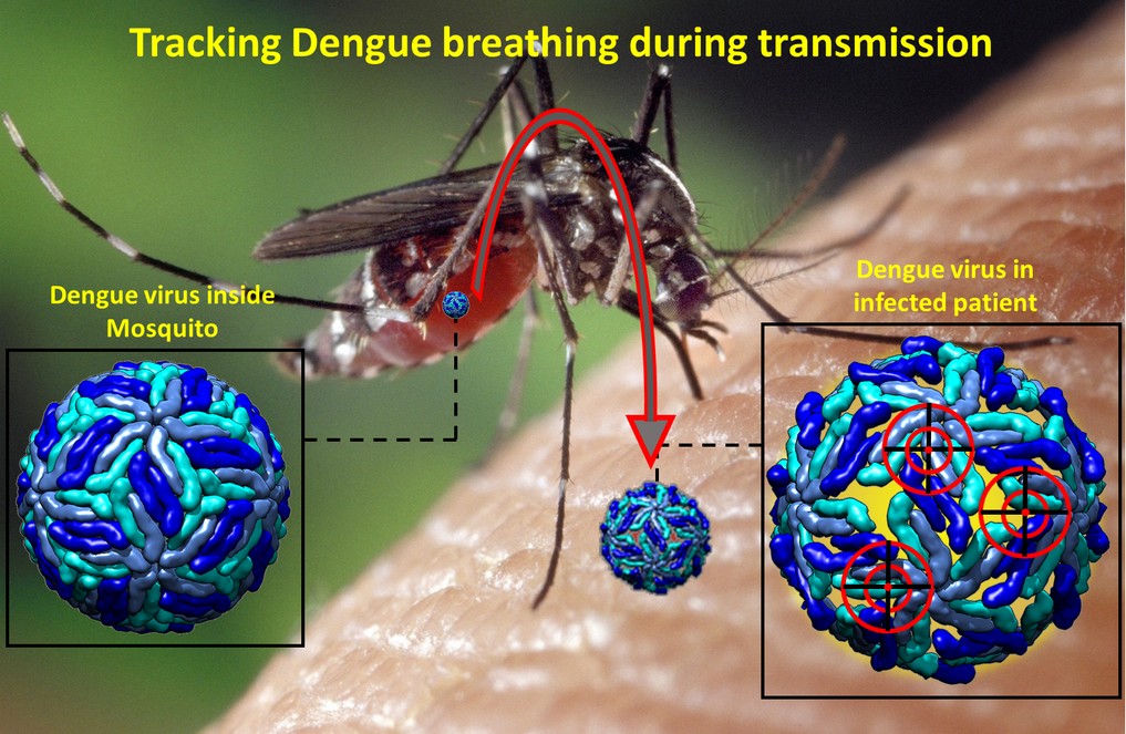 Hunting vulnerable targets on Dengue