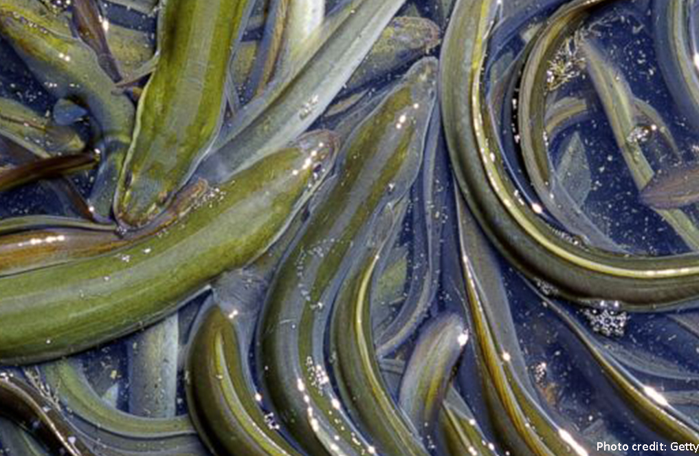 Bioelectricity from eels