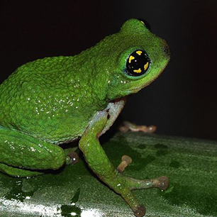 Father frogs stand guard over eggs for two months