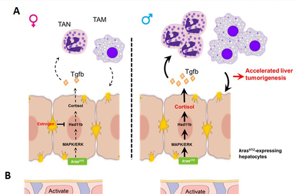 Non-sex hormones in sexing liver cancers