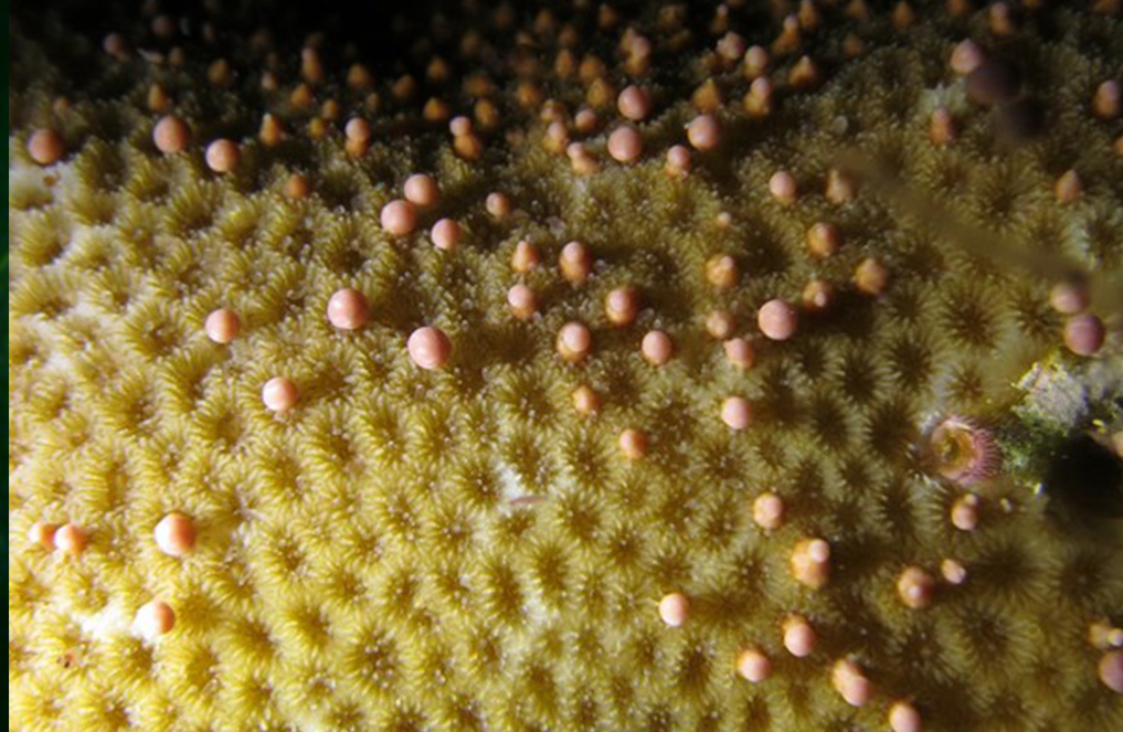 Why corals do not always pass on symbionts to their offspring