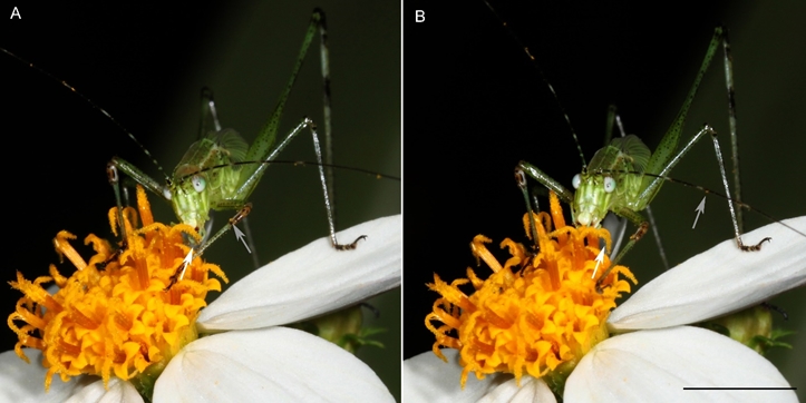 Orthopterans are unexpected pollinators