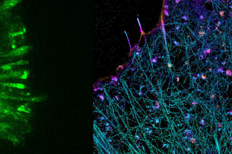 3rd International Symposium on Mechanobiology