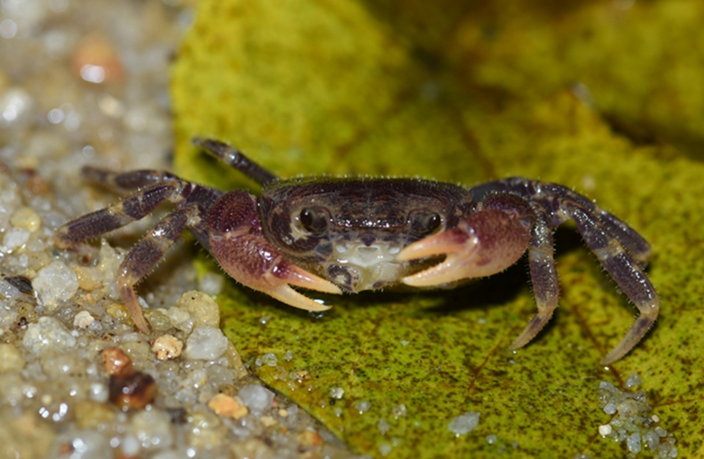 Critically endangered Singapore freshwater crab
