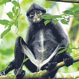 Critically endangered monkey that calls S’pore home