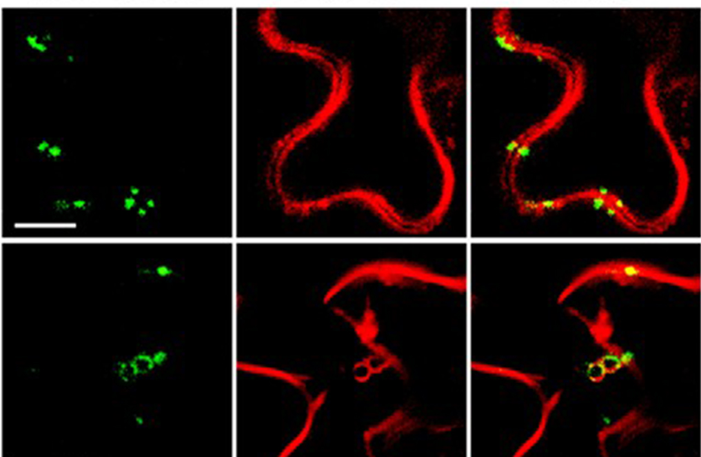 Specific targeting of protein into cells