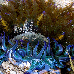 The beauty of sea anemones