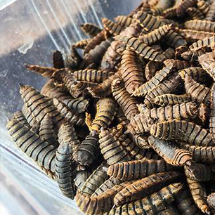 How flies and maggots are being bred to eat your food waste and keep Singapore clean