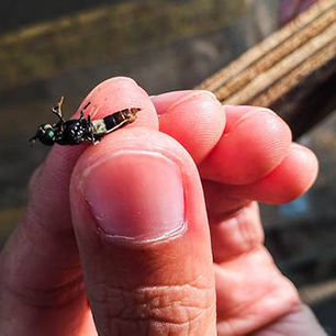 ASEAN’s Bountiful Harvest – More on Black Soldier Flies (about 33 mins into the video)