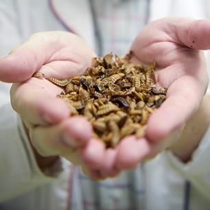 Using insect army to fight food waste