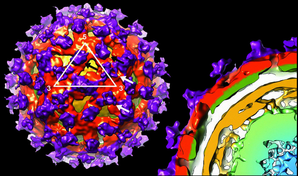 CRYO-EM STRUCTURE OF AN ANTIBODY THAT NEUTRALIZES DENGUE VIRUS TYPE 2 BY LOCKING E PROTEIN DIMERS