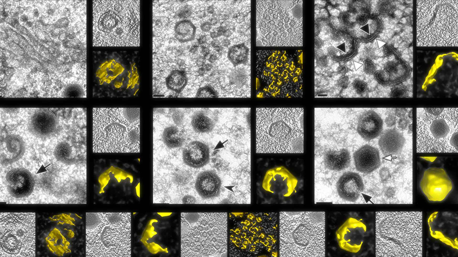 VISUALIZATION OF ASSEMBLY INTERMEDIATES AND BUDDING VACUOLES OF SINGAPORE GROUPER IRIDOVIRUS IN GROUPER EMBRYONIC CELLS