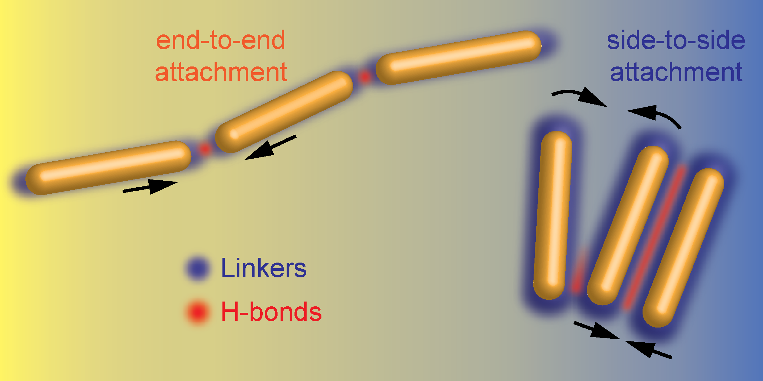 INTERACTIONS AND ATTACHMENT PATHWAYS BETWEEN FUNCTIONALIZED GOLD NANORODS