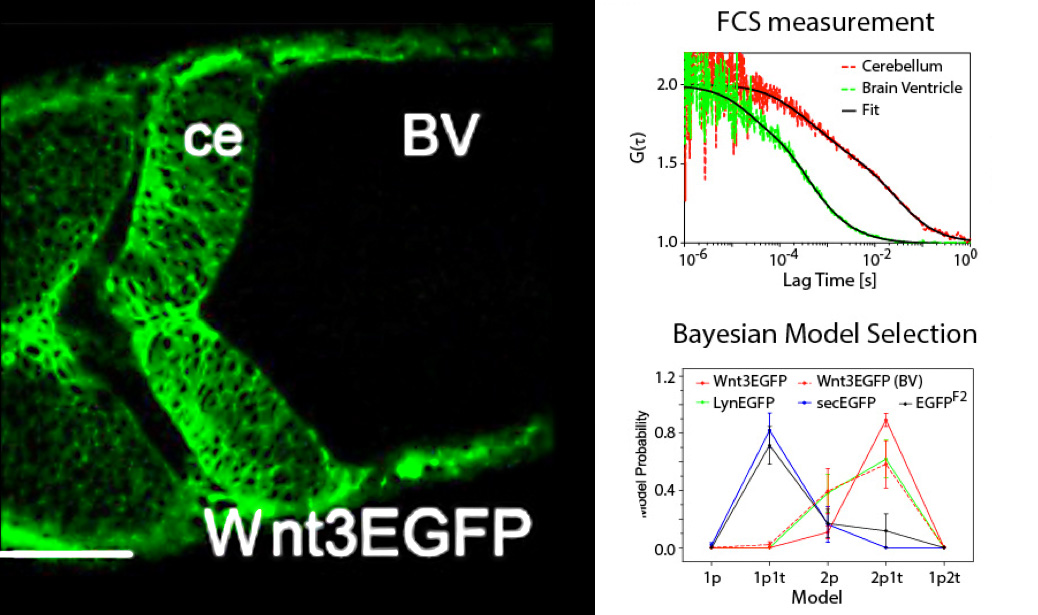 BAYESIAN MODEL SELECTION APPLIED TO THE ANALYSIS OF FCS DATA OF FLUORESCENT PROTEINS IN VITRO AND IN VIVO