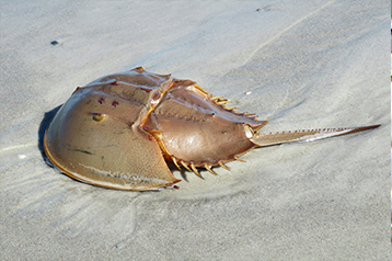 Biotech can save the Horseshoe Crab – video featuring Ding Jeak Ling