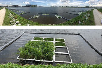 Improving reservoir water quality with aquatic plants: Benefits and challenges