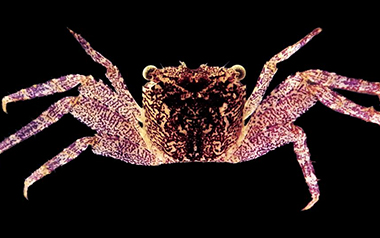 New species of tree-spider crab found in Kerala