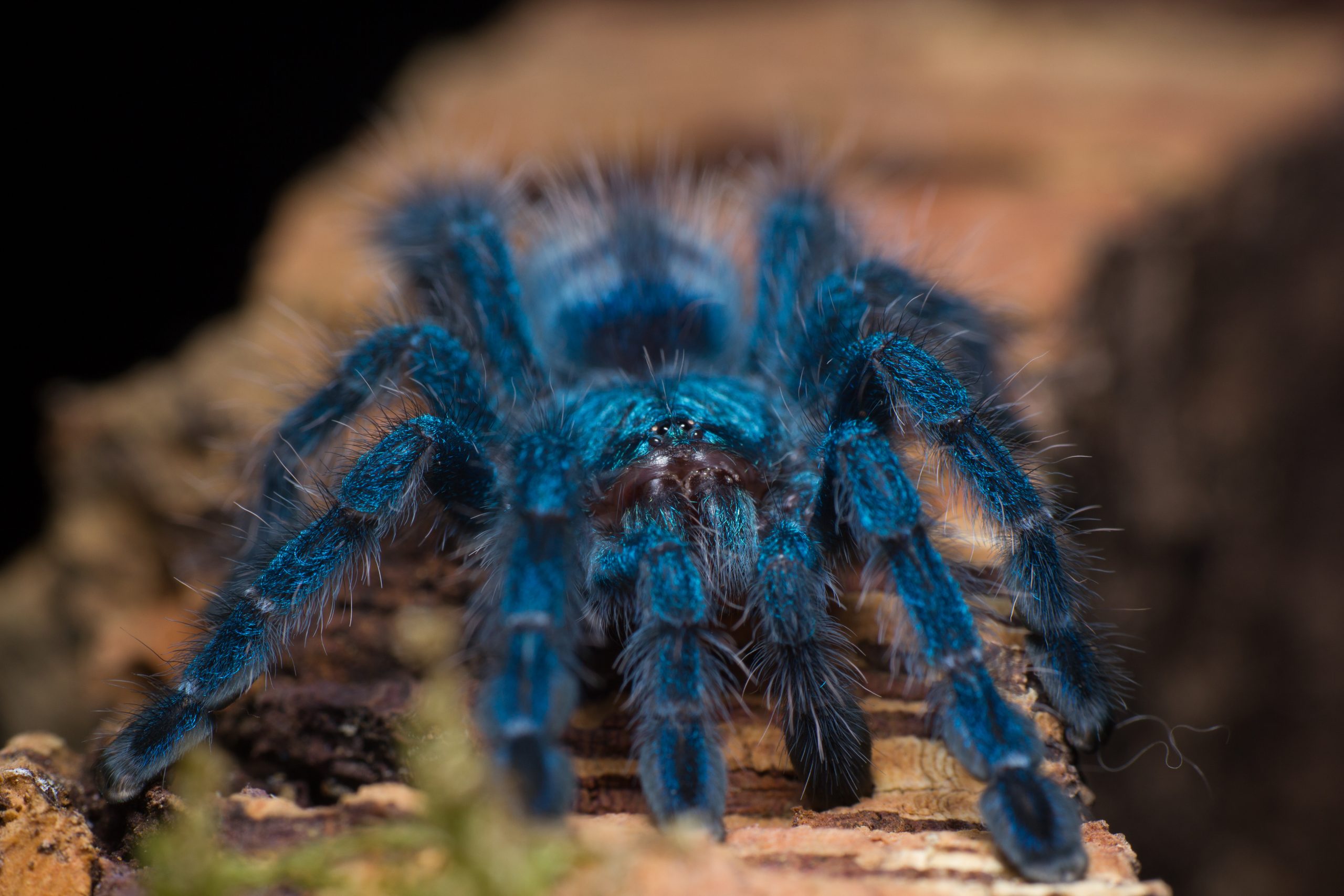 Dr Vinod Kumar and Dr Saoirse Foley discover why tarantulas come in vivid blues and greens