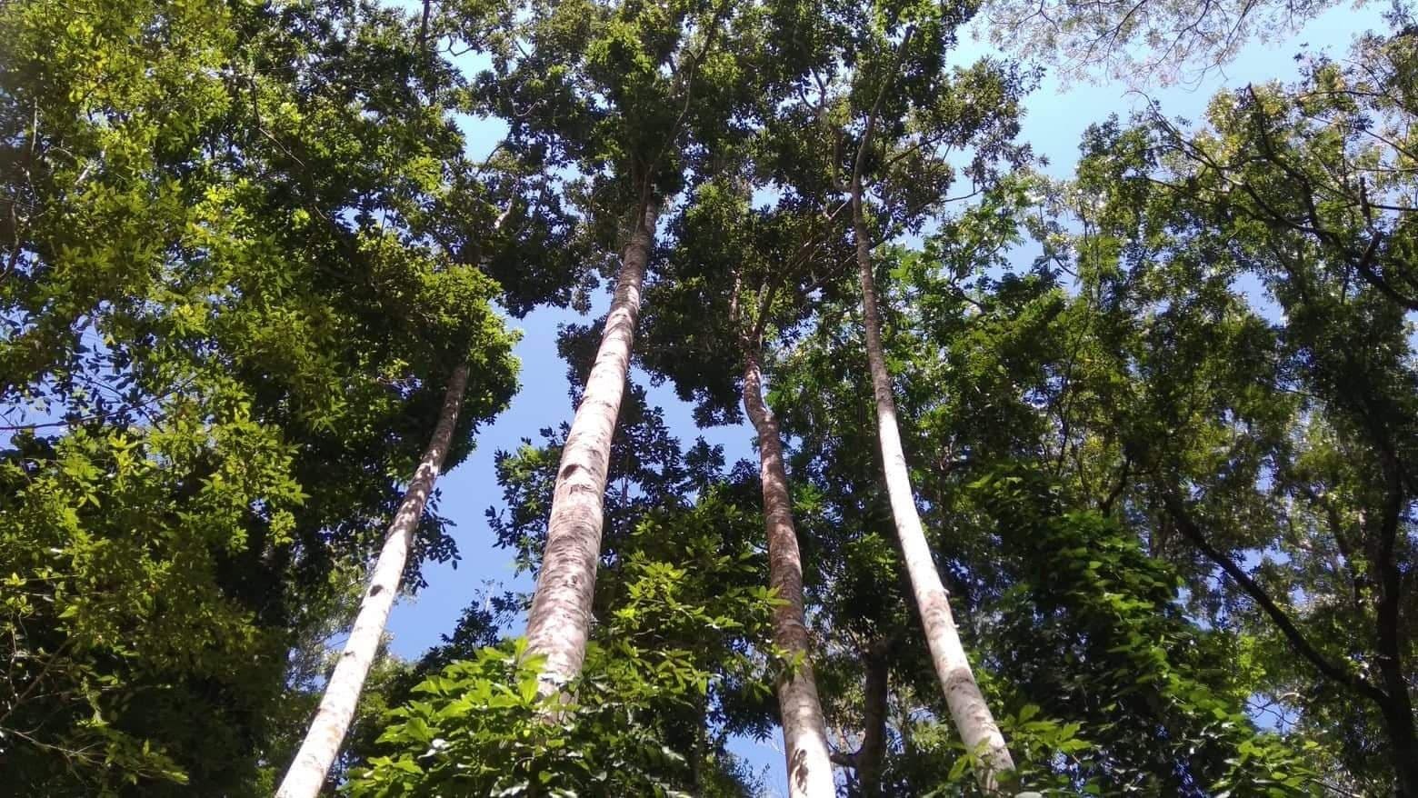 Philippine forest trees threatened by deforestation and climate change | Edward Webb