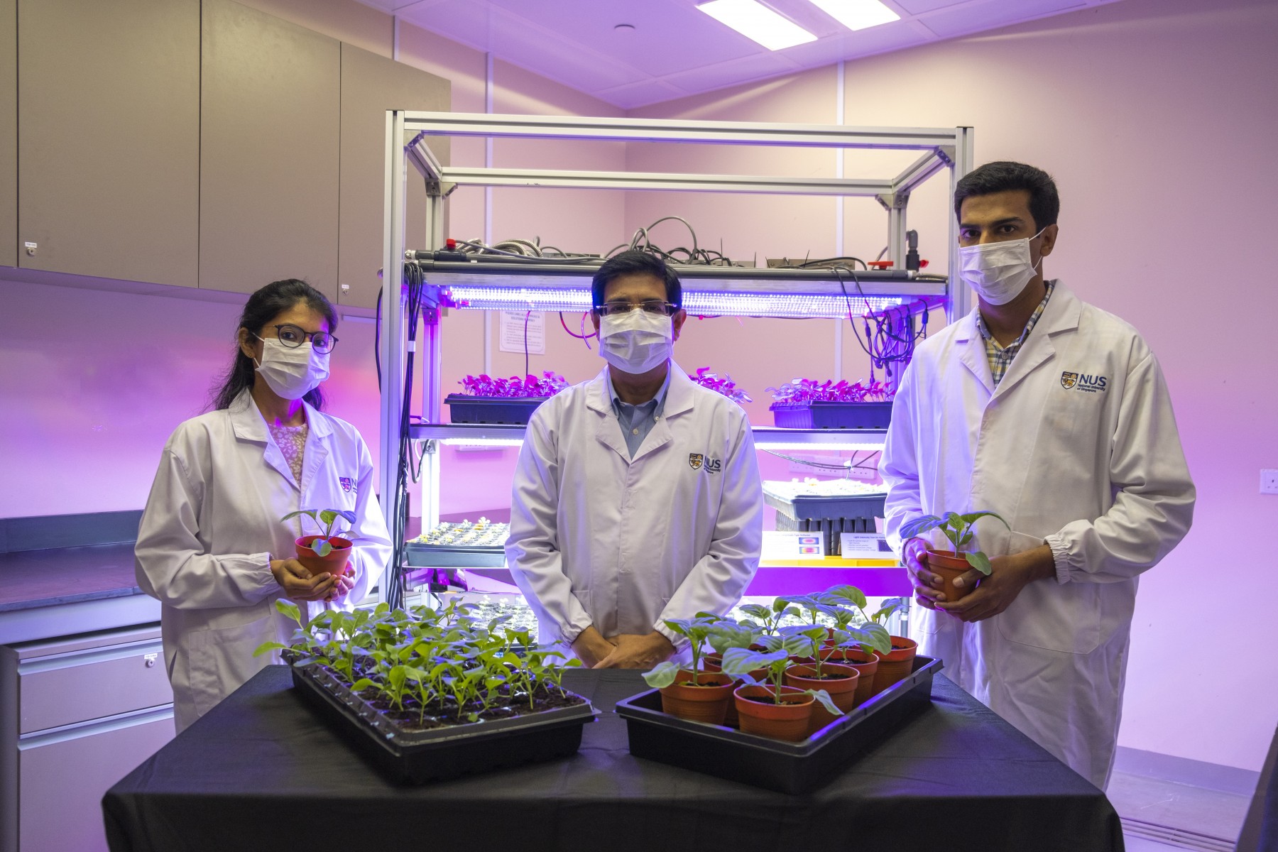 NUS researchers identify micro-organisms that could help vegetables grow better