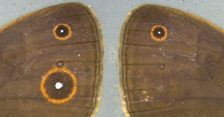 Development of eyespot patterns on butterflies