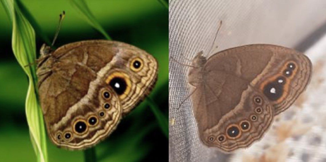 Too many forewing eyespots is bad for butterflies