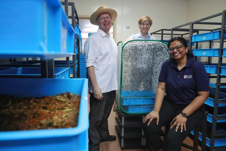 Researchers rope in recycler flies to ensure food security