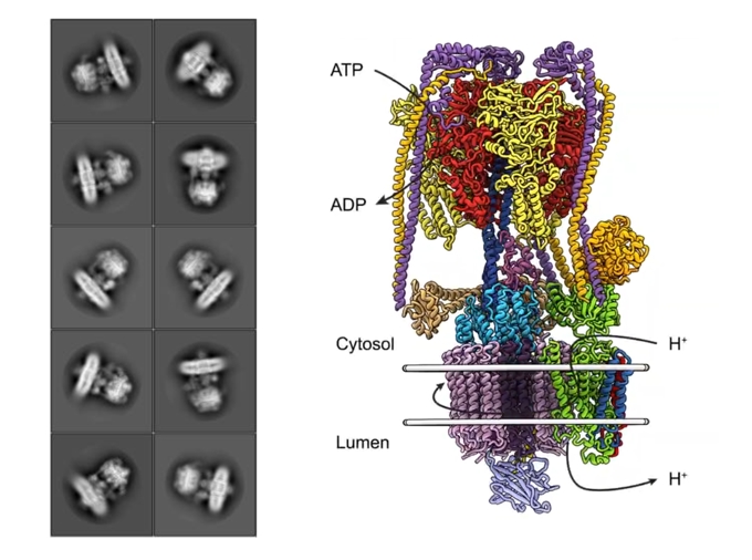 Atomic structure of kidney V-ATPase
