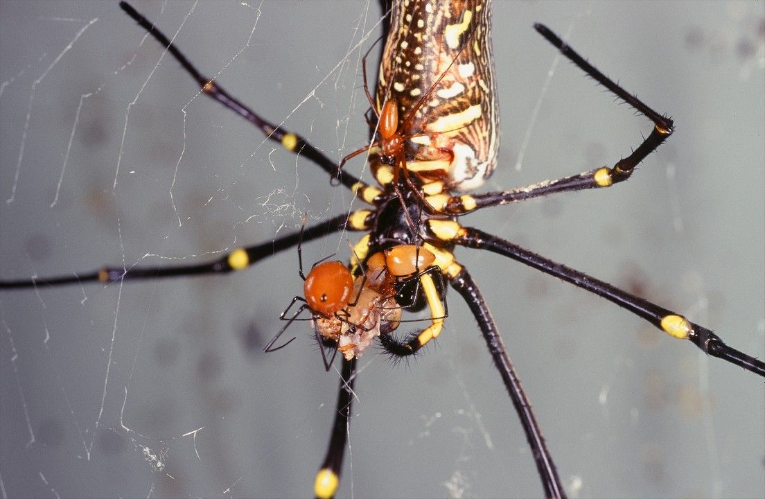 When at risk of female cannibalism, male spiders select the paired sexual organ containing more sperm