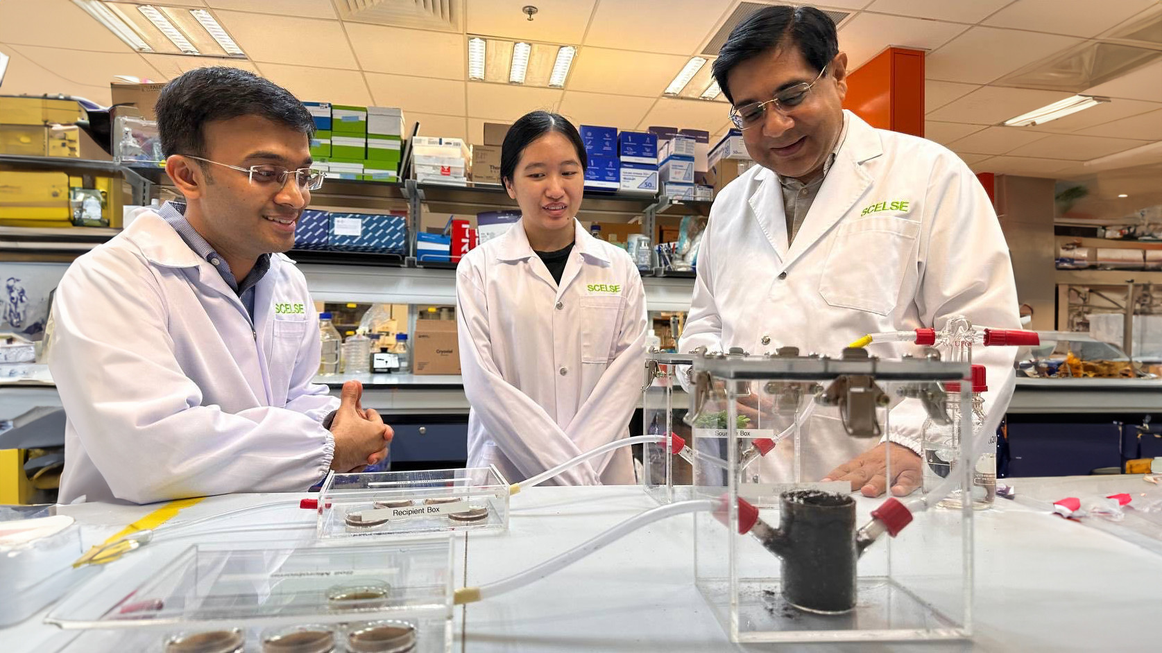 NUS-SCELSE scientists uncover plant hormone that can boost plant growth by 30%