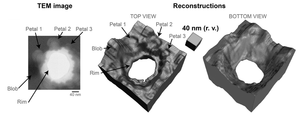 RESEARCH – Computational lens unmasks hidden 3D information from a single 2D micrograph