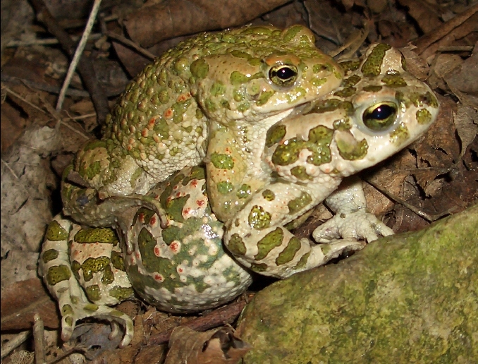 RESEARCH – The mechanism of sex determination in toads