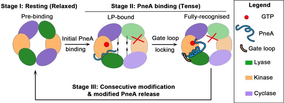 RESEARCH – Uncovering a new enzyme subclass in antimicrobial lanthipeptide biosynthesis